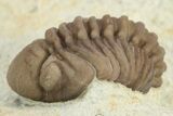 Enrolled Paciphacops Trilobite - Black Cat Mountain, Oklahoma #241430-2